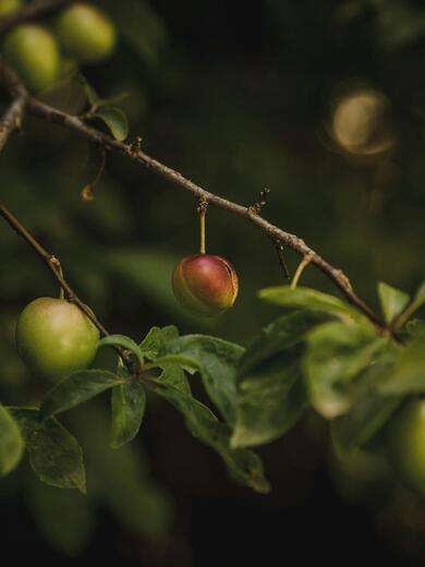 Nahaufnahme eines Zweigs mit mehreren kleinen grünen und einer rötlichen Frucht, umgeben von grünen Blättern; im Hintergrund dunkle, unscharfe Vegetation.