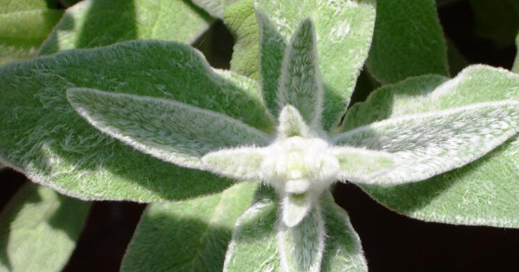 stachys-byzantina-balkon-1-mai-2007-2
