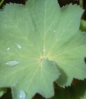 Nahaufnahme eines großen grünen Blattes mit mehreren Wassertropfen; im Hintergrund weitere Vegetation.