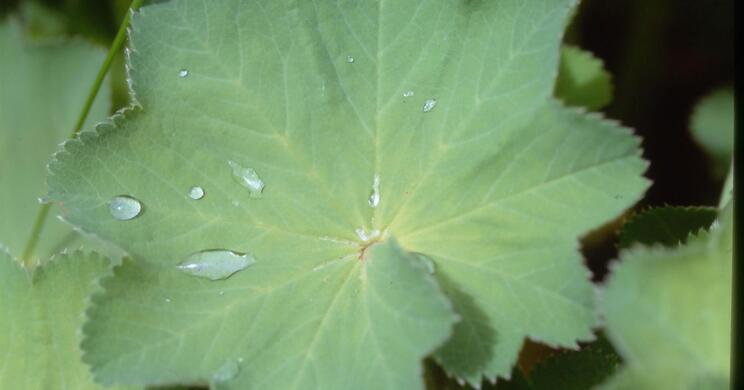 Nahaufnahme eines großen grünen Blattes mit mehreren Wassertropfen; im Hintergrund weitere Vegetation.