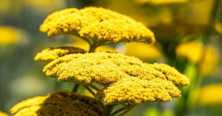 Gelbe Schafgarbenblüten in Nahaufnahme; im Hintergrund weitere gelbe Blüten und grüne Vegetation.