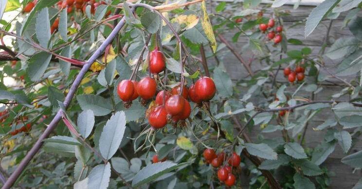 rosa-glauca-hagebutten