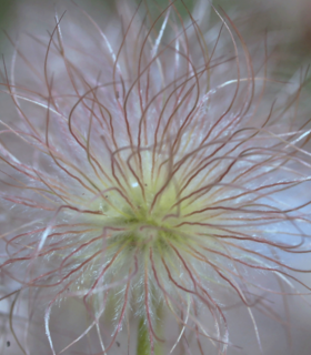 pulsatilla-vulgaris-frucht