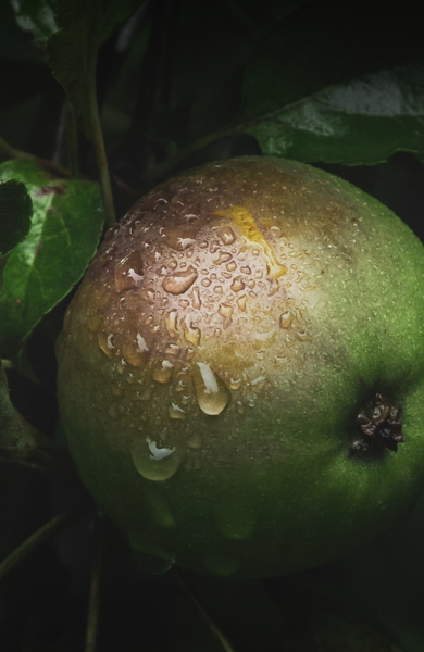 Nahaufnahme eines grün-rötlichen Apfels mit Wassertropfen zwischen dunkelgrünen Blättern.