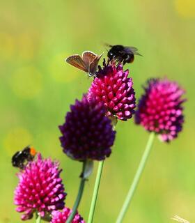 Nahaufnahme violett-roter Blüten mit einem Schmetterling; im Hintergrund eine unscharfe grüne Wiese.