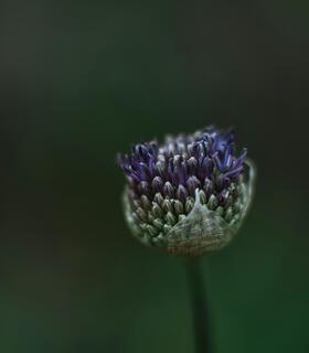 Nahaufnahme eines kugelförmigen violett-grünen Blütenstands auf einem Stängel vor dunkelgrünem, unscharfem Hintergrund.