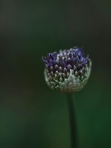 Nahaufnahme eines kugelförmigen violett-grünen Blütenstands auf einem Stängel vor dunkelgrünem, unscharfem Hintergrund.