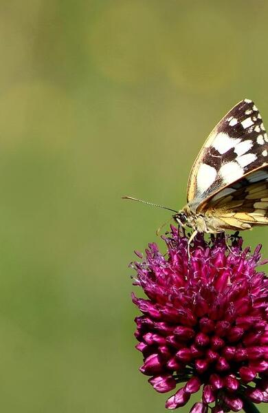 Nahaufnahme violett-roter Blüten mit einem Schmetterling; im Hintergrund eine unscharfe grüne Wiese.