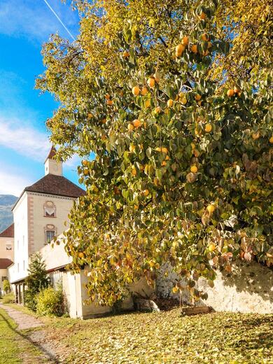 Ein großer Obstbaum mit gelben Früchten im Hofburggarten; im Hintergrund sind ein historisches Gebäude und bewaldete Berge zu sehen.