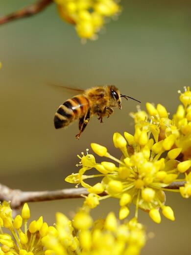 Nahaufnahme von mehreren kleinen gelben Blüten auf hellen Zweigen; darüber fliegt eine Biene und der Hintergrund ist gelb-grün verschwommen.