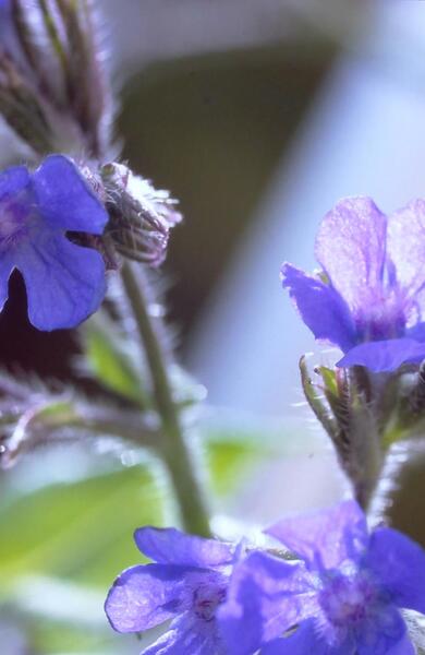 Nahaufnahme von kleinen blau-violetten Blühten; im Hintergrund grüne Vegetation.