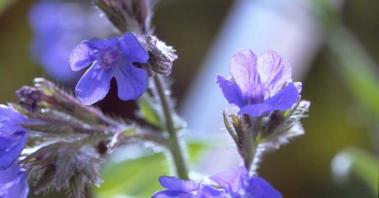 Nahaufnahme von kleinen blau-violetten Blühten; im Hintergrund grüne Vegetation.